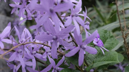 Tropische Blume - Petrea volubilis, allgemein bekannt als Purpurkranz, Königinnenkranz oder Schleifpapierrebe, ist eine immergrüne blühende Rebe aus der Familie der Verbenaceae.