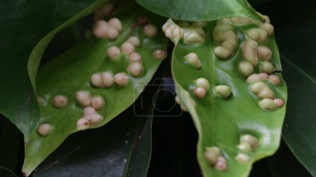Téléchargez les photos : Acariens des galles, également connus sous le nom d'acariens ériophyidés sur les feuilles. - en image libre de droit
