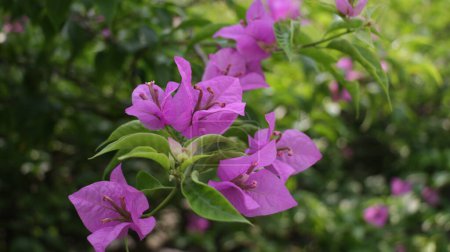 Foto de Flor tropical - Bougainvillea glabra también conocida como bunga kertas floreciendo en el jardín. Color púrpura. - Imagen libre de derechos