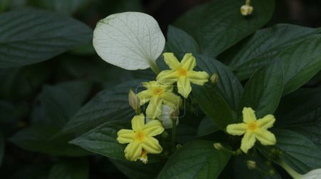 Foto de Flor tropical - Mussaenda Glabra, arbusto perenne de floración amarilla inusual alado blanco. - Imagen libre de derechos