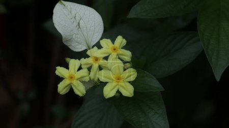 Foto de Flor tropical - Mussaenda Glabra, arbusto perenne de floración amarilla inusual alado blanco. - Imagen libre de derechos