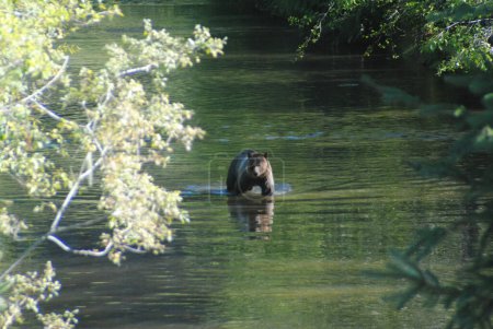 Foto de Un oso pardo camina por una piscina esmeralda en busca de salmón - Imagen libre de derechos