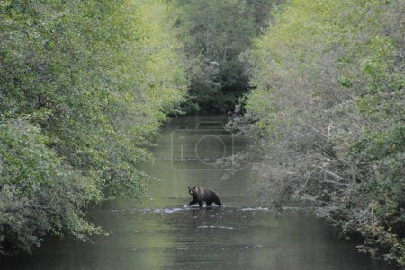 Téléchargez les photos : Un ours traverse un ruisseau fortement boisé - en image libre de droit