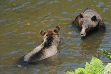 Téléchargez les photos : Deux ours qui mangent du saumon! - en image libre de droit