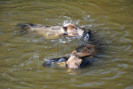 Foto de Dos osos grizzly luchando y persiguiéndose entre sí para decidir quién se come el salmón que fue atrapado en una piscina profunda del río - Imagen libre de derechos