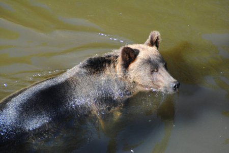 Téléchargez les photos : Ce grizzli erre dans les eaux profondes à la recherche de saumon à manger - en image libre de droit