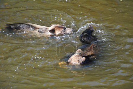 Foto de Dos osos grizzly luchando y persiguiéndose entre sí para decidir quién se come el salmón que fue atrapado en una piscina profunda del río - Imagen libre de derechos