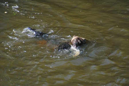 Téléchargez les photos : Deux grizzlis se battent et se poursuivent pour décider qui mange le saumon qui a été pris dans une piscine profonde - en image libre de droit
