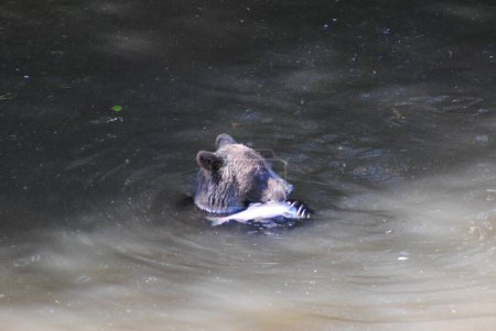 Foto de Un oso pardo se sienta en aguas profundas comiendo un salmón - Imagen libre de derechos