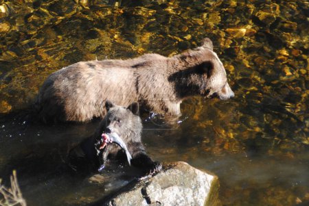 Téléchargez les photos : Un petit ourson grizzli mange un saumon que maman a attrapé pour lui - en image libre de droit
