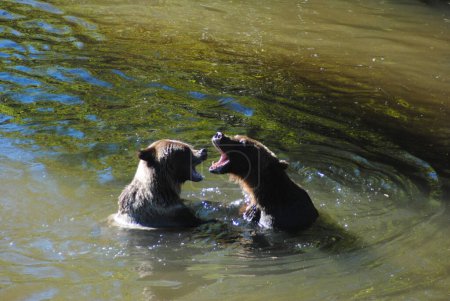Téléchargez les photos : Deux jeunes ours luttent ensemble de façon ludique - en image libre de droit