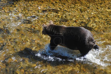 Téléchargez les photos : Ce grand grizzli femelle bien nourri chasse le saumon dans une rivière peu profonde.. - en image libre de droit