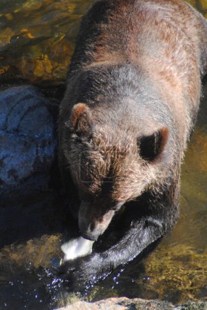 Téléchargez les photos : Gros plan d'un grizzli mangeant un saumon rose - en image libre de droit