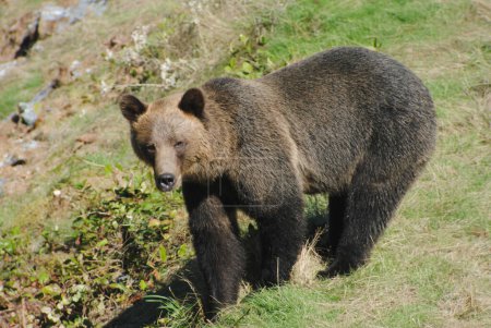 Téléchargez les photos : Cette femelle adulte grizzli marchait le long du sommet d'une crête herbeuse à la recherche d'un endroit sûr pour aller pêcher dans la rivière ci-dessous - en image libre de droit