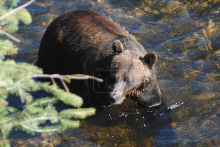 Téléchargez les photos : Belle chasse aux gros ours - en image libre de droit