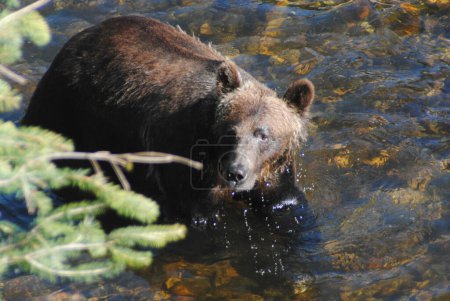Foto de Hermosa caza oso grande - Imagen libre de derechos