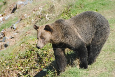 Téléchargez les photos : Cette femelle adulte grizzli marchait le long du sommet d'une crête herbeuse à la recherche d'un endroit sûr pour aller pêcher dans la rivière ci-dessous - en image libre de droit