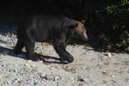 Foto de Gran oso hermoso en busca de salmón - Imagen libre de derechos