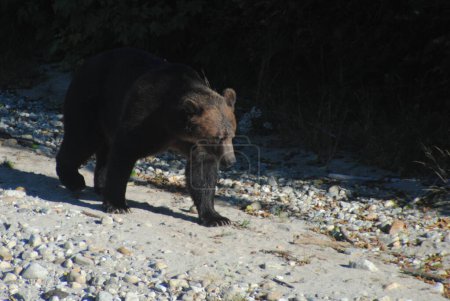 Téléchargez les photos : Gros beau ours à la recherche de saumon - en image libre de droit