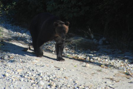 Téléchargez les photos : Gros beau ours à la recherche de saumon - en image libre de droit