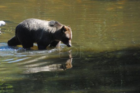 Téléchargez les photos : Beau grizzli calme marchant dans l'eau - en image libre de droit