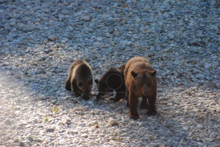 Téléchargez les photos : Une mère grizzli et ses deux oursons de 8 mois regardent la rivière dans l'espoir d'attraper du saumon - en image libre de droit