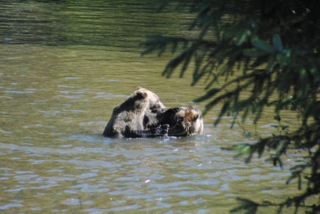 Photo for Two grizzly bears negotiate for their place in the river - Royalty Free Image