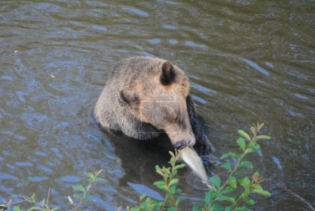 Téléchargez les photos : Cet ours pêchait le saumon et a réussi à attraper un bon gros saumon rose à côté de mon groupe et à le manger devant nous.. - en image libre de droit