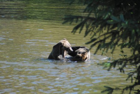 Foto de Dos osos grizzly negocian su lugar en el río - Imagen libre de derechos
