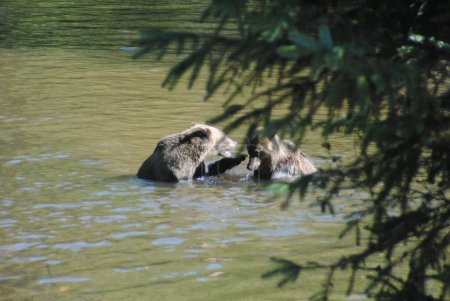 Téléchargez les photos : Deux grizzlis négocient leur place dans la rivière - en image libre de droit
