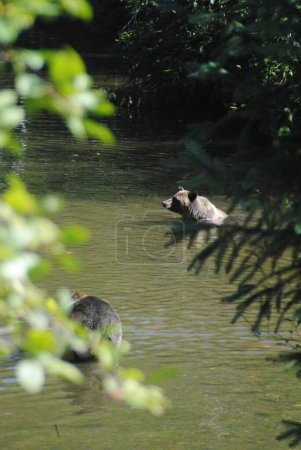 Foto de Dos osos grizzly negocian su lugar en el río - Imagen libre de derechos