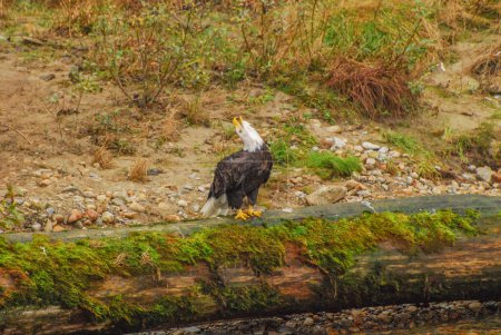 Photo for A bald eagle calls out to the rainforest from its mossy log perch - Royalty Free Image