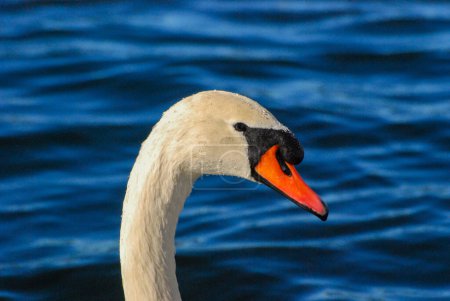 Foto de Una foto de cerca de un hermoso cisne mudo en una bahía tranquila - Imagen libre de derechos