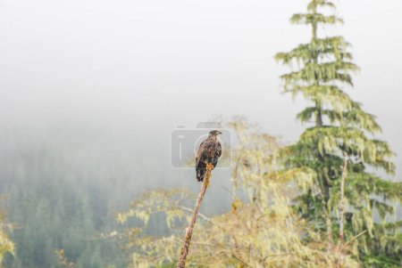 Foto de Un joven águila calva se sienta pacientemente en la selva tropical - Imagen libre de derechos
