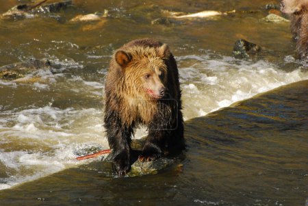 Foto de Esperemos que este oso mantenga sus pies secos - Imagen libre de derechos