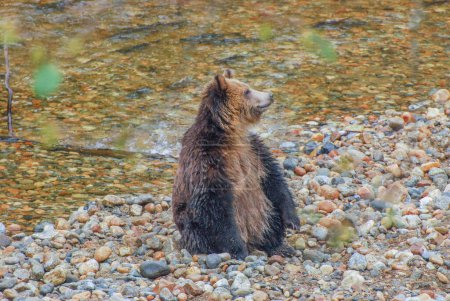 Foto de Un pequeño oso pardo mira hacia la distancia desde una ribera de adoquines - Imagen libre de derechos