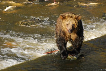 Téléchargez les photos : Espérons que cet ours garde les pieds au sec. - en image libre de droit