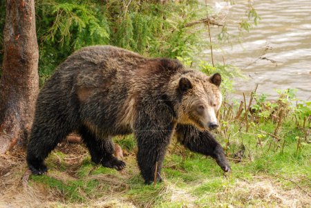 Foto de Un hermoso oso caminando al lado del espectador - Imagen libre de derechos