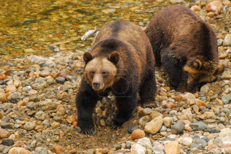Téléchargez les photos : Une mère ours grizzli et son ourson creusent dans les galets de la rivière à la recherche d'œufs de saumon - en image libre de droit