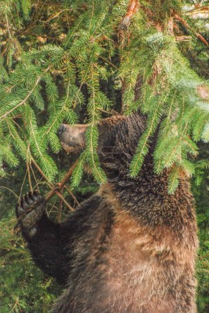 Foto de Primer plano disparo de un oso pardo frotando en un árbol - Imagen libre de derechos