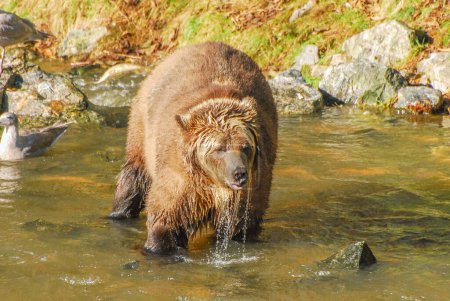 Foto de Una gran rubia oso pardo está en el río goteando con agua - Imagen libre de derechos