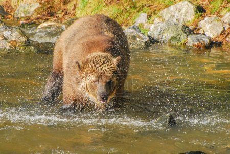 Foto de Una gran rubia oso pardo está en el río goteando con agua - Imagen libre de derechos