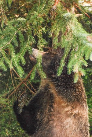 Téléchargez les photos : Gros plan d'un grizzli frottant un arbre - en image libre de droit