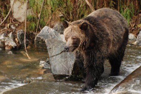 Téléchargez les photos : Grand grizzli confiant et beau - en image libre de droit