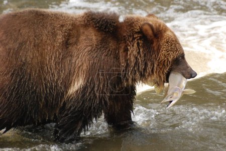 Téléchargez les photos : Cet ours vient d'attraper un beau gros saumon rose. - en image libre de droit