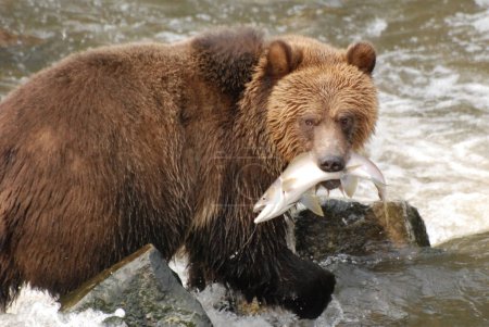 Téléchargez les photos : Cet ours vient d'attraper un beau gros saumon rose. - en image libre de droit