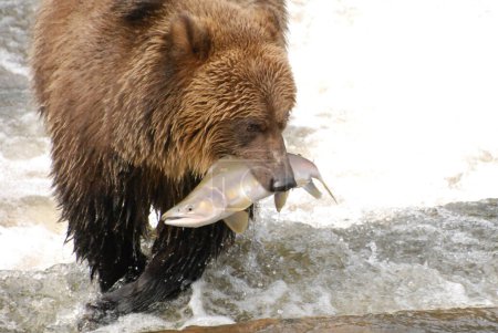 Foto de Este oso acaba de atrapar un gran salmón rosa - Imagen libre de derechos