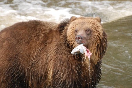 Téléchargez les photos : Grizzli lève la tête avec un saumon dans la bouche - en image libre de droit