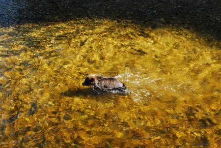 Téléchargez les photos : Ce petit ourson essaie de trouver du poisson.! - en image libre de droit