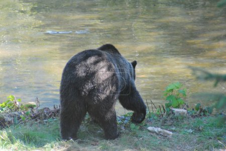 Foto de Gran oso caminando hacia un arroyo tranquilo - Imagen libre de derechos